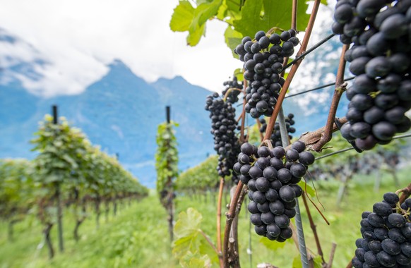 Der Rebberg Buchholz von Ruth und Joe Kempf in Silenen im Kanton Uri am Mittwoch, 23. September 2020. Der Siegerwein in der Sparte Blauburgunder sortenrein, der Buchholzer Troepfli Pinot noir 2018, wu ...