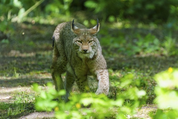 Ein Luchs im Schatten eines Waldes, aufmerksam und gebückt. Die Umgebung ist grün und voller Pflanzen, Luchs, Lynx lynx, Europäischer Luchs, Deutschland, Europa A lynx in the shade of a forest, alert  ...