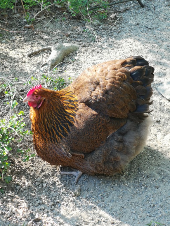Legt eure Ziegelsteine bitte kurz beiseite: PICDUMP!
1 dicken Huhn, gefunden in der Schweiz beim Ferien machen!