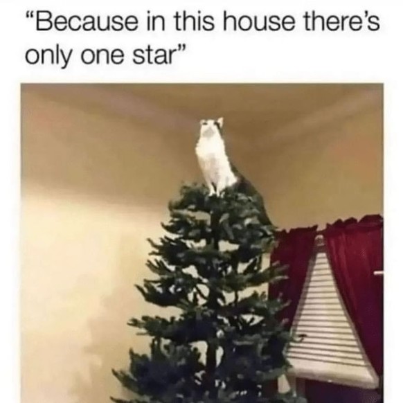 cute news tier katze weihnachtsbaum meme

https://www.instagram.com/p/C0rYludAK64/