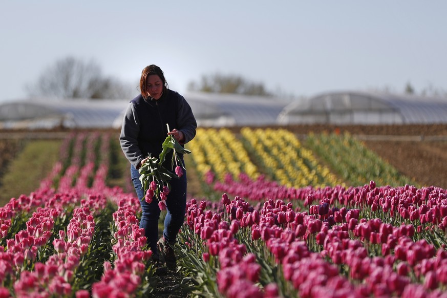 epa08332263 Severine Hervy, a French horticulturist and owner of Les Serres de Misery, prepares a bouquet of tulips in her field of flowers crops in Vert-le-Petit, South of Paris, France, 30 March 202 ...