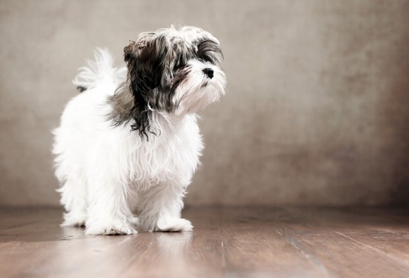 Bolonka Zwetna

Bild: Shutterstock