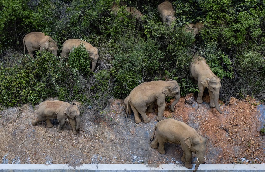 FILE - In this aerial photo file photo taken on May 28, 2021, and released by China&#039;s Xinhua News Agency, a herd of wild Asian elephants stands in E&#039;shan county in southwestern China&#039;s  ...