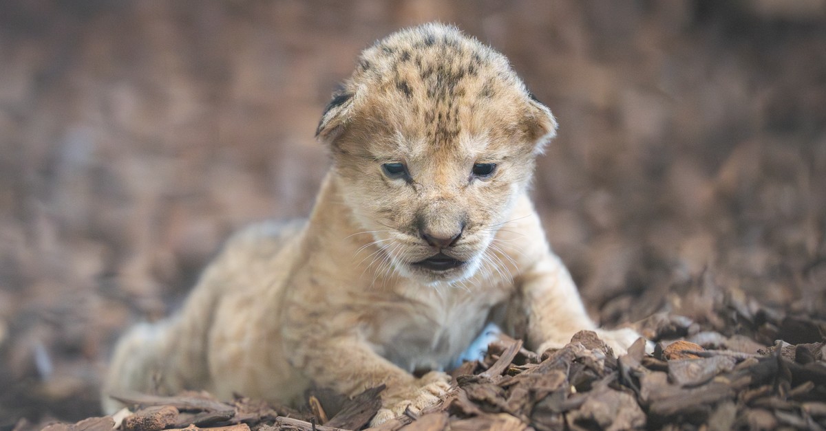 Es-wurde-nur-vier-Wochen-alt-L-wenbaby-im-Walter-Zoo-Gossau-ist-tot