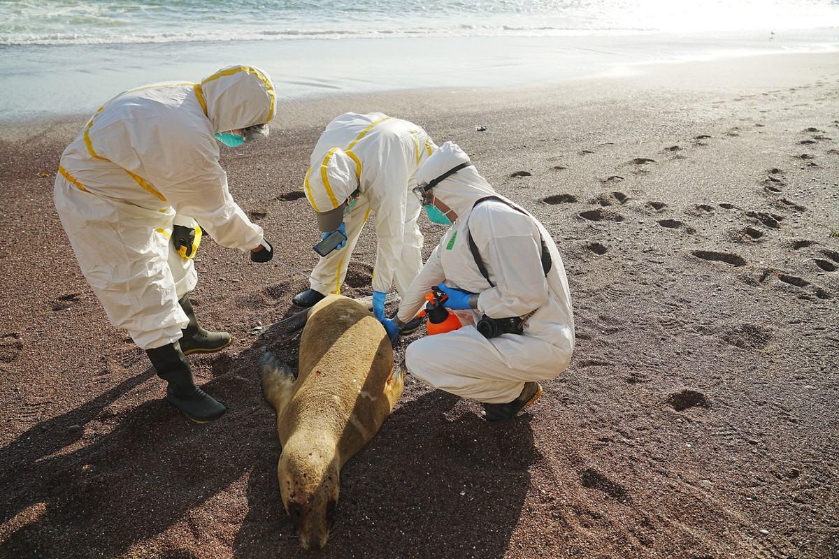 epa10469442 A handout photo made available by Peru's National Forestry and Wildlife Service (Serfor) showing experts examining a dead sea lion on a beach in Peru, 15 February 2023. The decision o ...