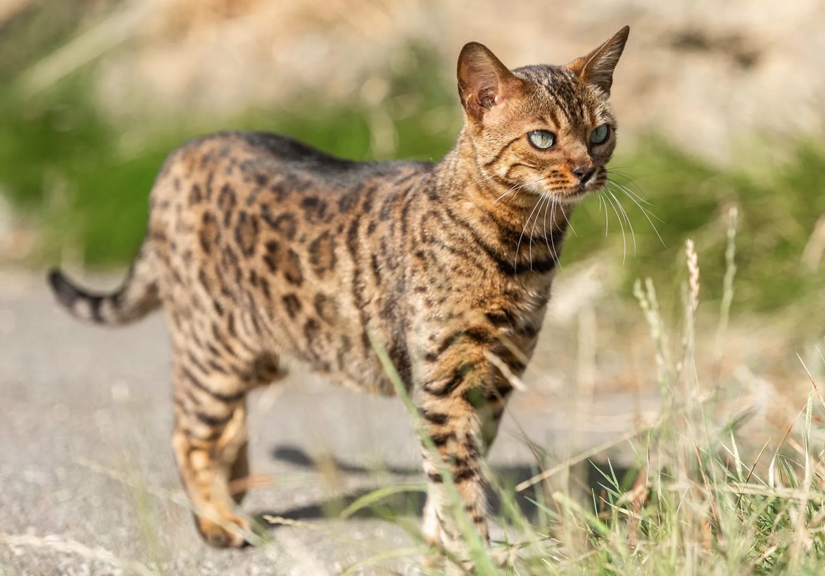 Bengalkatze