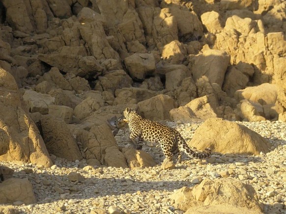 cute news tier arabischer leopard

https://www.reddit.com/r/NatureIsFuckingLit/comments/193253e/the_very_rare_israeli_leopard/