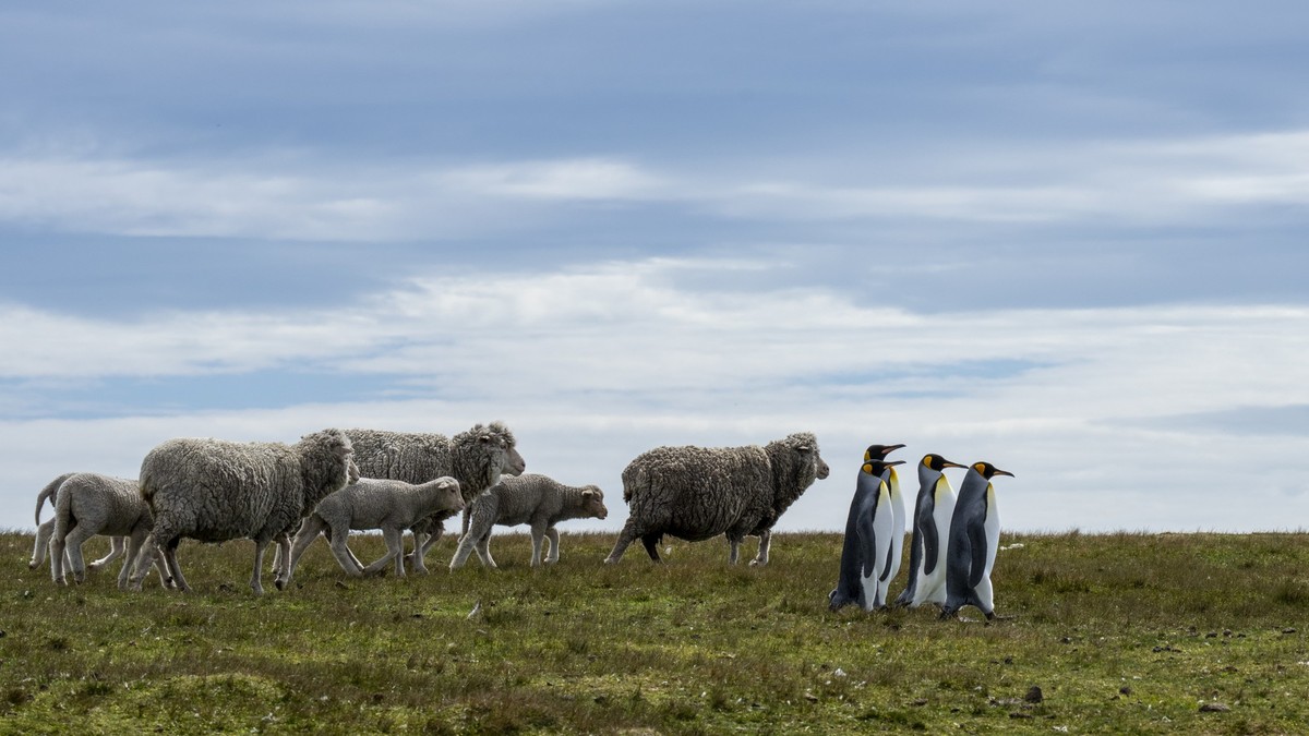 Volunteer Point se situe dans les îles Malouines, dans l'Atlantique Sud. C'est l'un des plus importants sites de reproduction pour les manchots royaux.