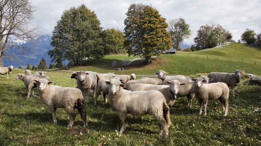 ARCHIV --- Schafe grasen am Donnerstag, 15. Oktober 2009, auf einer Herbstweide in Furggels hoch ueber dem Churer Rheintal. Der Kanton Wallis hat am Freitag, 29. April 2016, eine neue Herdenschutzpoli ...