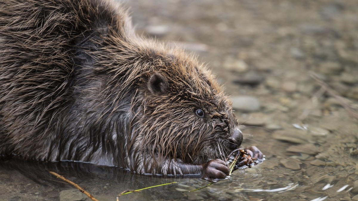 Le castor pourra bientôt être abattu en Suisse et ça indigne