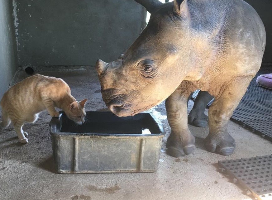 Eine Katze und ein Rhinozeros glauben, Brüder zu sein 😍