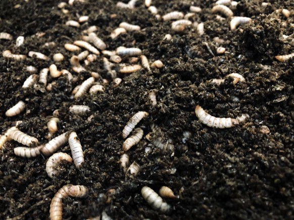 Black soldier fly larva wriggle in a breeding tray at Dutch insect farming company Protix