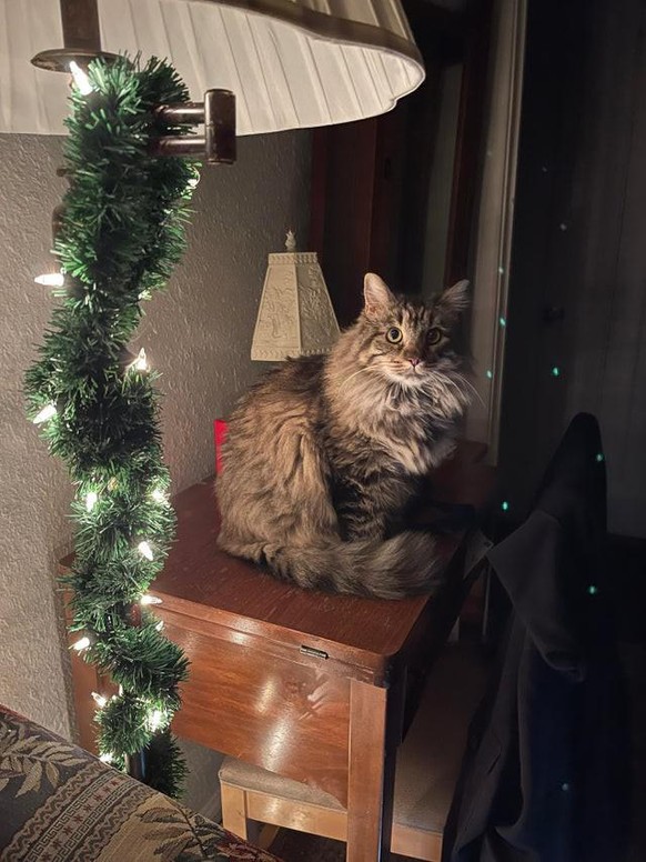 cute news animal tier katze cat

https://www.reddit.com/r/aww/comments/r69rp9/soma_looking_pretty_for_the_holidays/