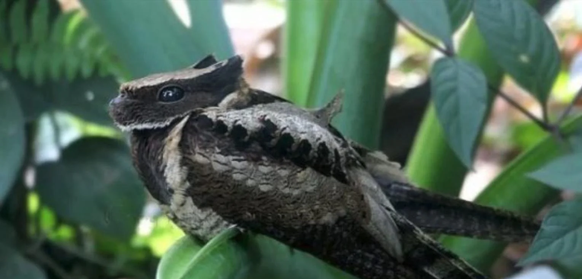 cute news animal tier vogel Riesennachtschwalbe

https://www.reddit.com/r/Awwducational/comments/tlku1u/the_great_eared_nightjar_is_the_largest_species/