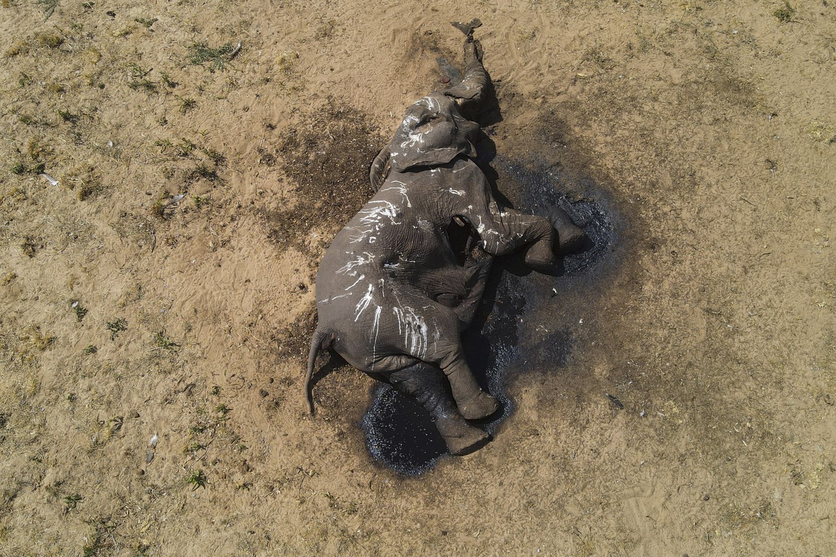 In this photo supplied by IFAW, an elephant lies dead metres from a watering hole in Hwange National Park, Tuesday Dec. 5, 2023. At least 100 elephants have died in Zimbabwe's largest national pa ...