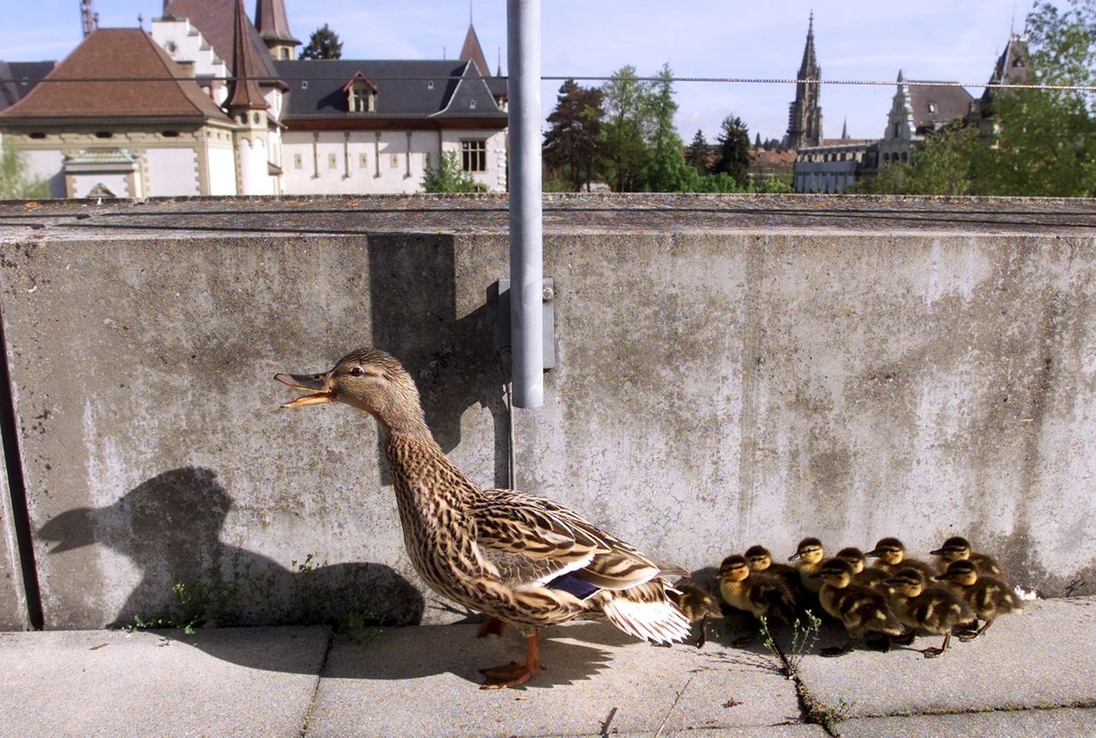 Ente und Nachwuchs in Bern.
