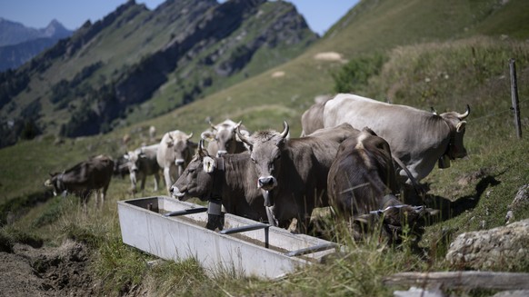 KEYPIX - Rinder trinken aus einem Brunnen, am Freitag, 24. Juli 2026, auf der Alp Oberchaeseren in Amden. Das Wasser auf der Alp der Ortsgemeinde Weesen ist beinahe ganz versiegt. Pius Joehl ist 52 Ja ...