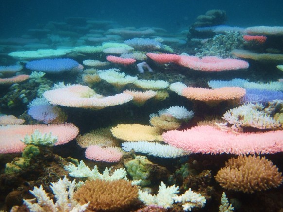 Der letzte Aufrschrei von lebenden Korallen bevor sie vollständig ausbleichen und sterben.&nbsp;Taytay, Philippinen.&nbsp;