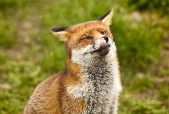 nice news animal fox https://www.pinterest.ch/pin/407857309974628902/