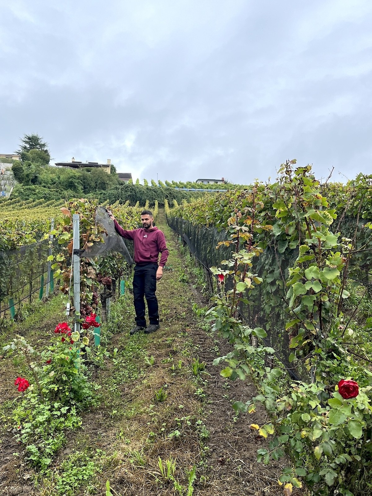 A l'occasion de la Fête des vendanges, watson est allé à la rencontre de Fabrice Simonet, vigneron dans le Vully fribourgeois.