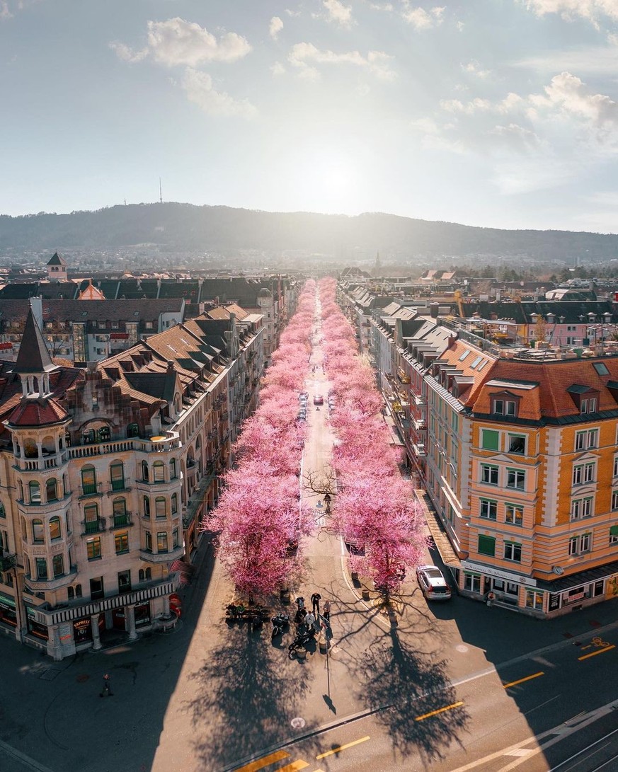 Bertastrasse Zürich, Kirschblüte 2021