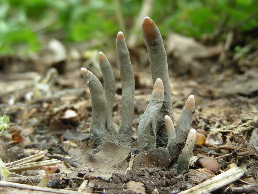 Dead man&#039;s fingers Xylaria polymorpha pilz funghi 
https://www.reddit.com/r/creepy/comments/4ku06r/xylaria_polymorpha_commonly_known_as_dead_mans/