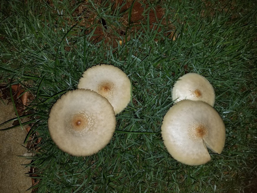 Lustige Pilze