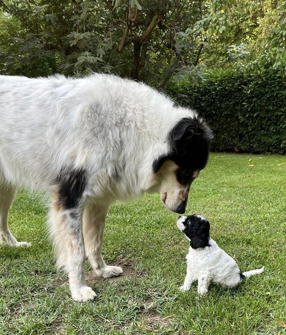 cute news animal tier hund

https://www.reddit.com/r/rarepuppers/comments/xdmtvi/rare_pupper_with_good_boi_uncle/