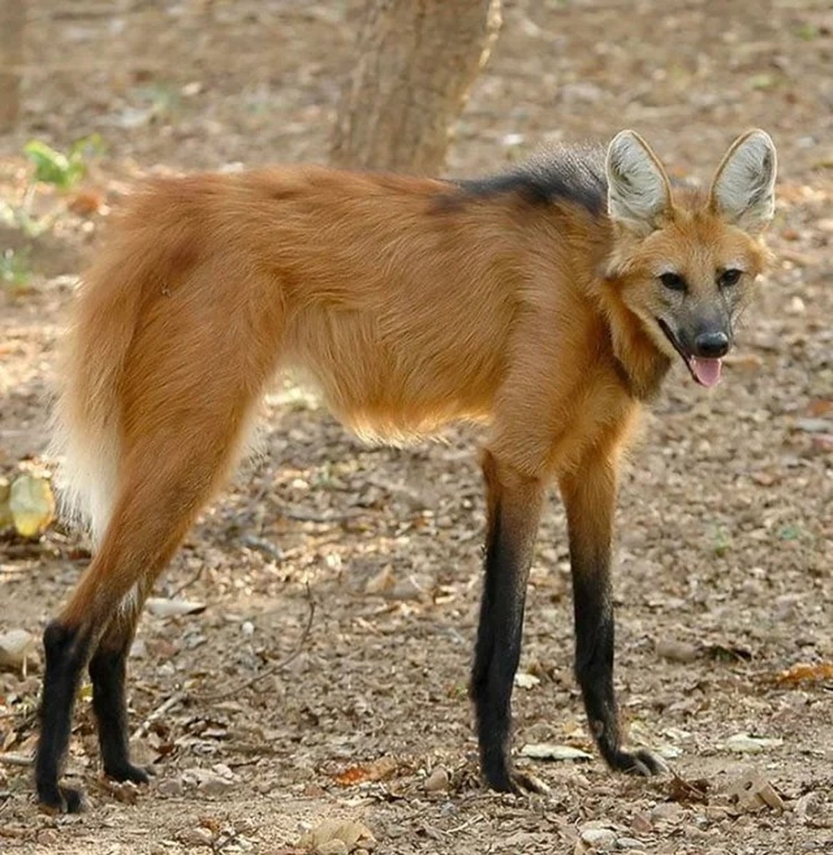 cute news tier Mähnenwolf

https://www.reddit.com/r/NatureIsFuckingLit/comments/16axhaw/since_you_guys_liked_my_last_post_about_loboguar%C3%A1/