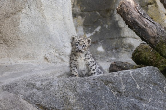 &lt;p&gt;Eine Schneeleopardin im Zoo Zürich hat Anfang Mai drei Jungtiere zur Welt gebracht.&lt;/p&gt;