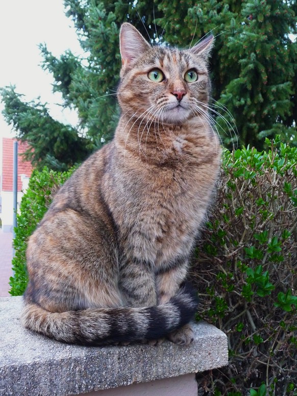 Katze sitzt auf einer Mauer

https://de.wikipedia.org/wiki/Hauskatze