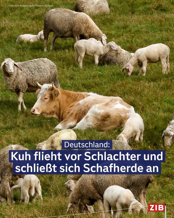 Cute News: Tier Schlagzeile