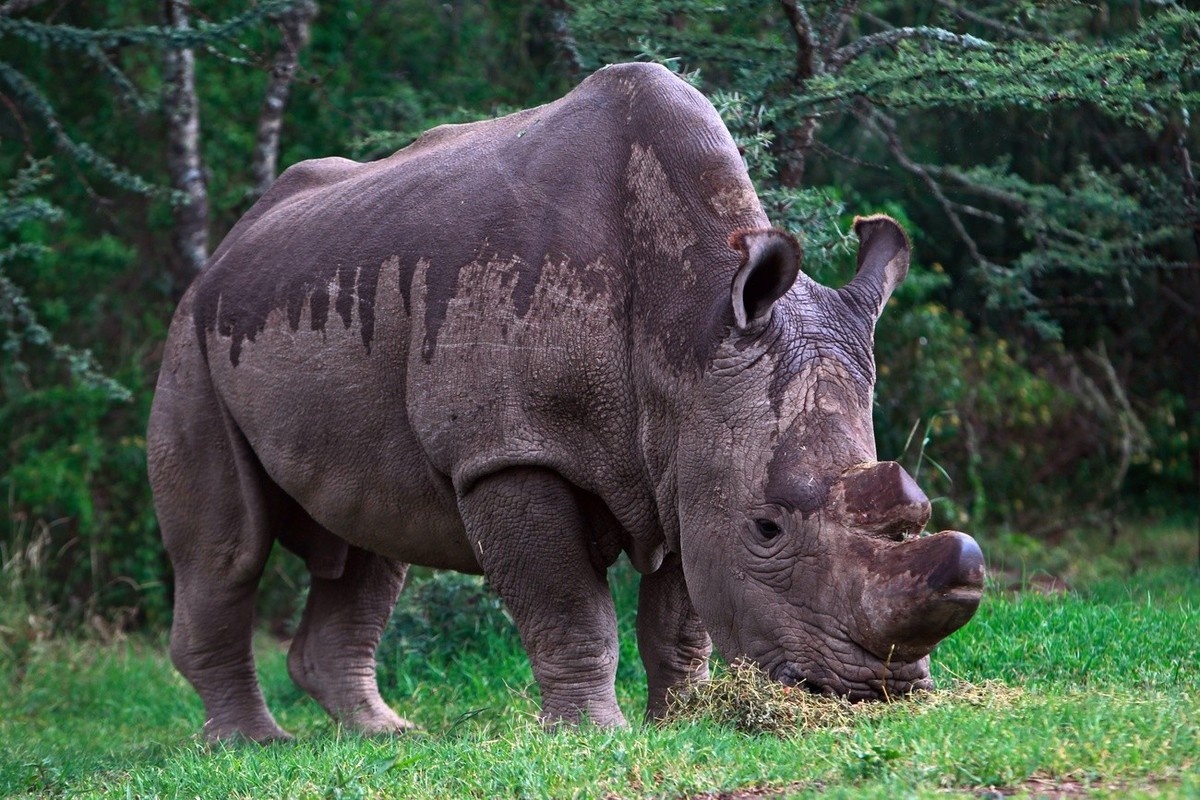 epa04764255 Sudan, the last male northern white rhino in the world, stands as US model and Bollywood actress Nargis Fakhri (not pictured) visits to Ol Pejeta Conservancy in Nanyuki, Kenya, 23 May 2015 ...