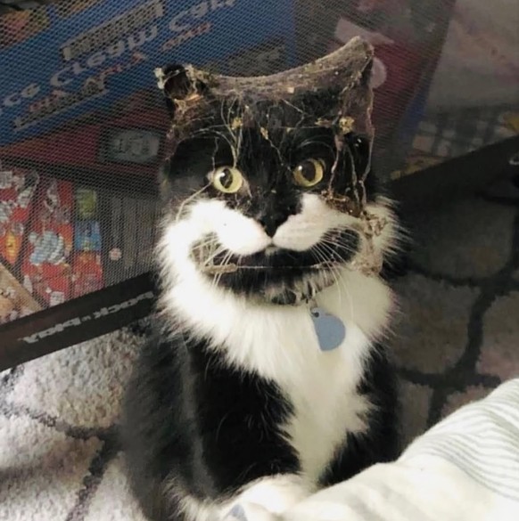 cute news tier katze

https://www.instagram.com/p/DVL_iwxjldV/