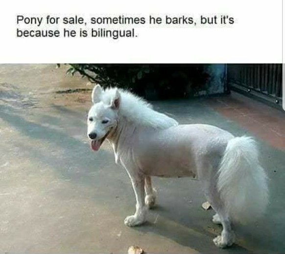 Hund sieht aus wie ein Pony
Cute News
https://imgur.com/gallery/RQMo2