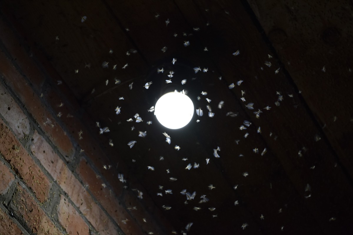 Insekten flattern um eine Lampe herum.