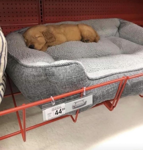 cute news tier hund

https://www.reddit.com/r/Eyebleach/comments/152cndh/just_trying_out_new_beds_at_the_pet_store/