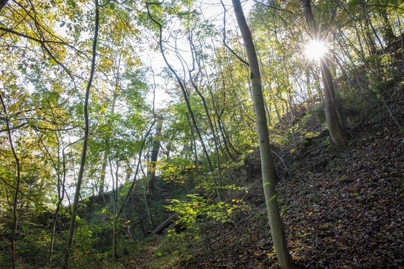 Ein Baum wurde zum faellen mit einer gelben Markierung versehen, fotografiert anlaesslich der Medienorientierung von Gruen Stadt Zuerich zum Holzschlag am Zuercher Hausberg, am Montag, 15. Oktober 201 ...