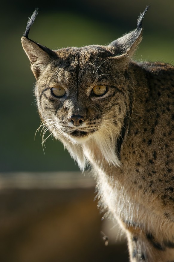 Close-up of an Iberian lynx face, showcasing its piercing yellow eyes and characteristic ear tufts against a soft focus background xkwx Lynx Iberian close-up face eyes ear tuft yellow wildlife nature ...