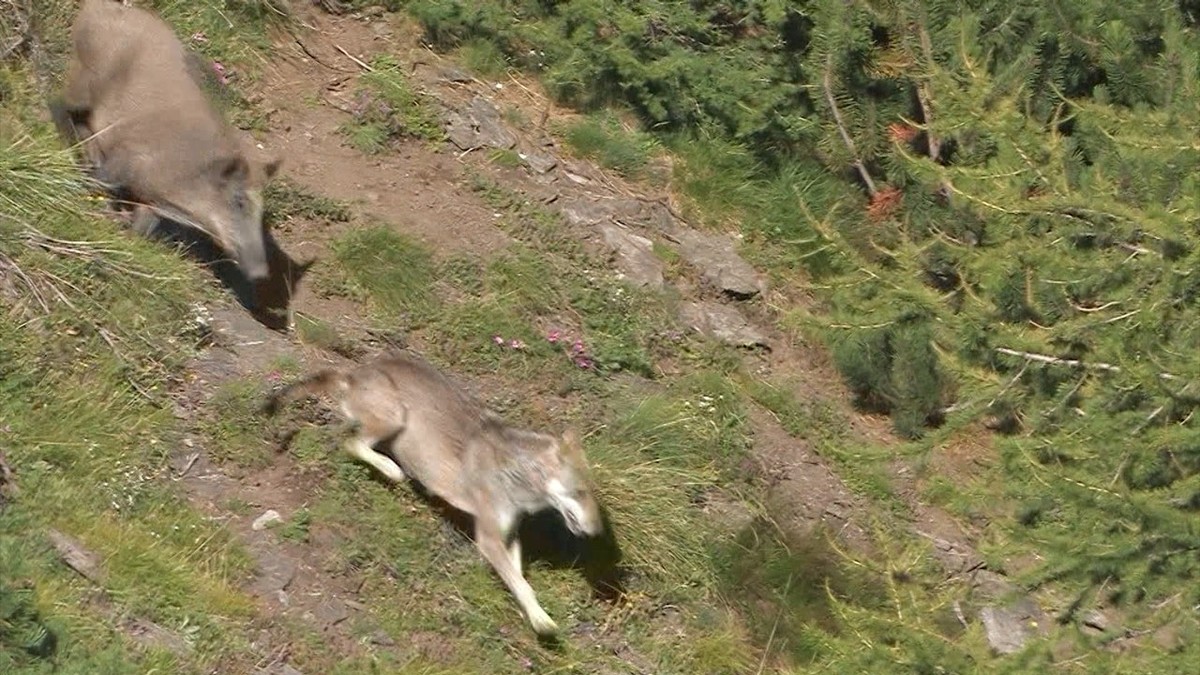 Anders als man denkt: Wildschweine und Wölfe mögen sich nicht. Die Wölfen erbeuten Frischlinge der Schweine und erwachsene Wildschweine werden jungen Wölfen gefährlich.