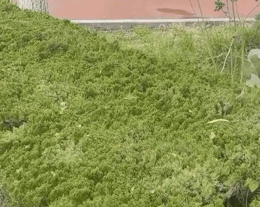 Animiertes GIF