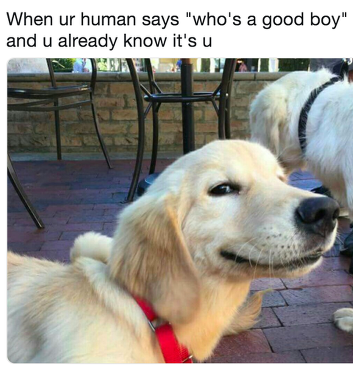 Lustige Hunde-Memes zum Welthundetag.