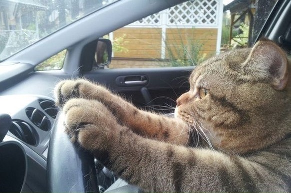 Katze Auto
https://imgur.com/gallery/r2n8jP0