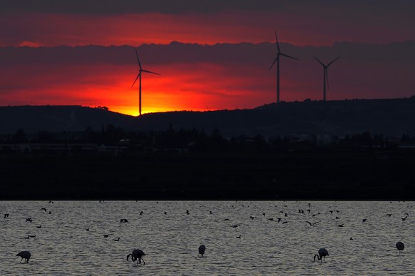 Flamingos are seen inside a salt lake during sunset in southern coastal city of Larnaca in the eastern Mediterranean island of Cyprus, Monday, Jan. 27, 2025. (AP Photo/Petros Karadjias)