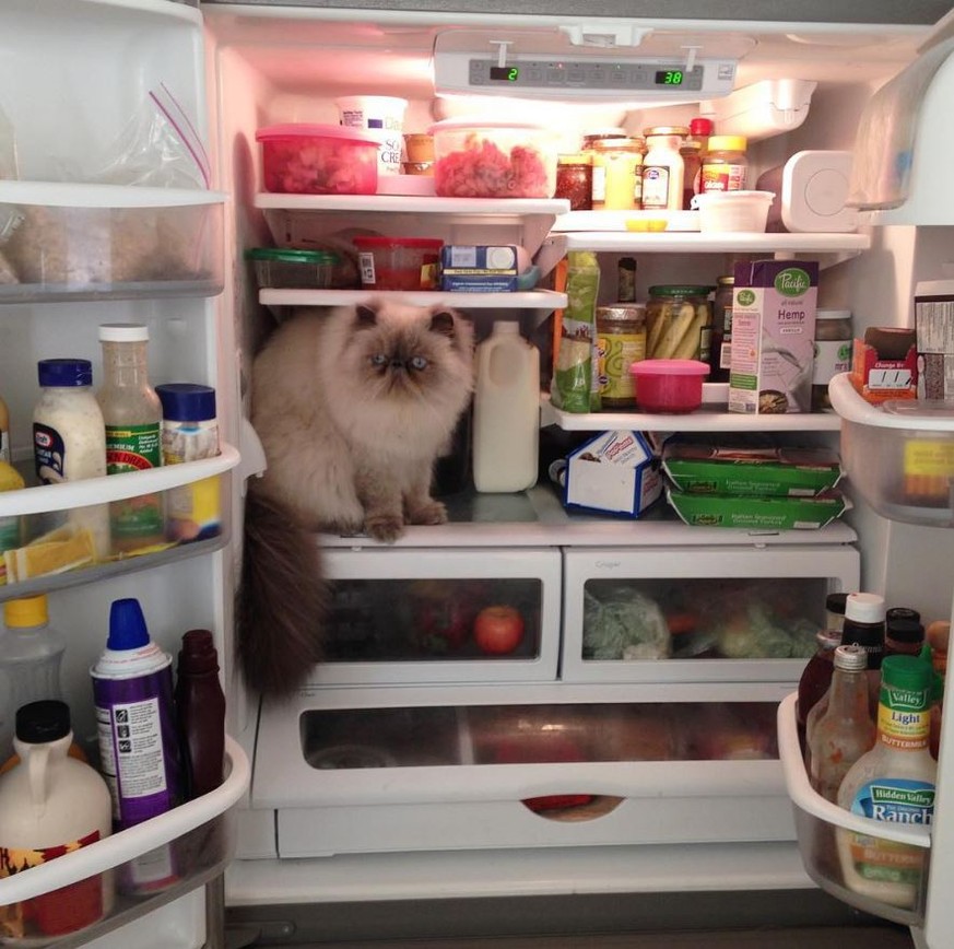 8 Katzen, denen gerade alles zu anstrengend ist