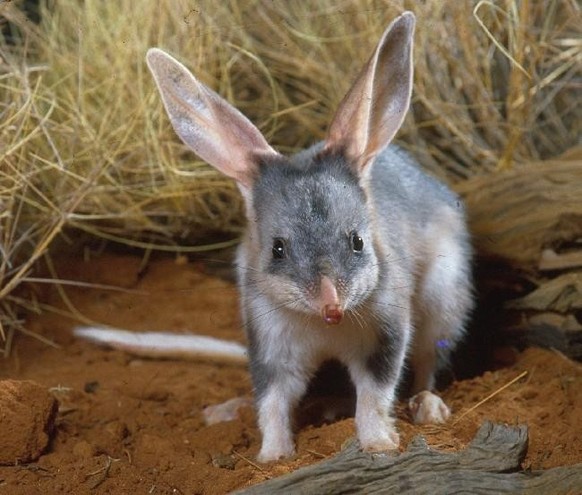 cute news tier easter bilby