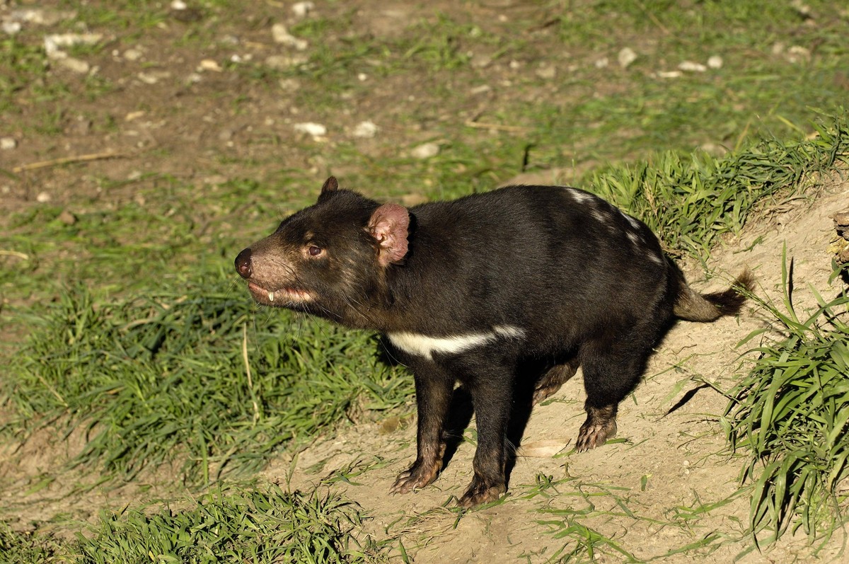 Tasmanischer Teufel (Sarcophilus harrisii), Tasmanien, Australien, Ozeanien *** Tasmanian devil Sarcophilus harrisii Tasmania Australia Oceania Copyright: imageBROKER/IngoxSchulz iblins00192430.jpg Bi ...