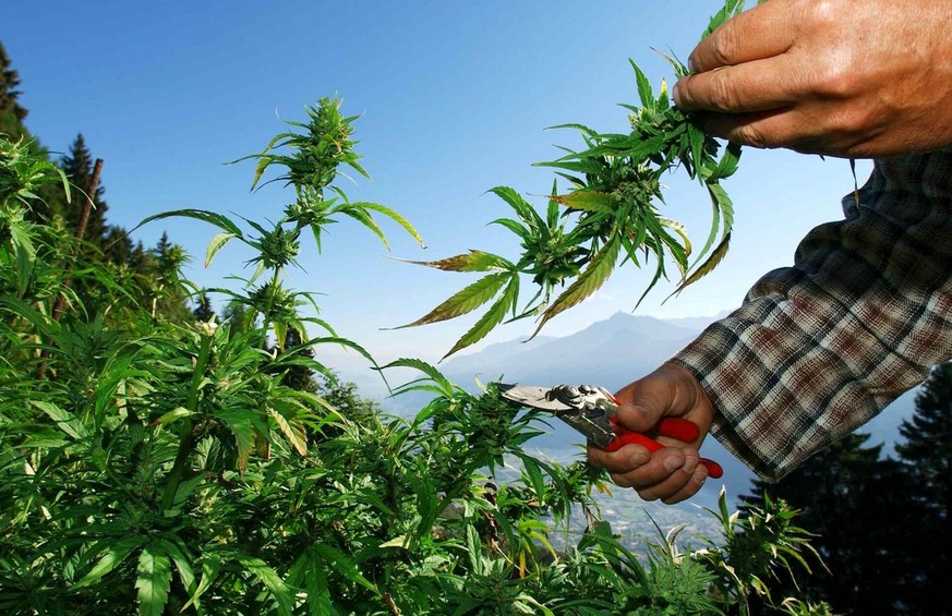 CBD ist das Gras der Stunde – 10 Fakten, die du darüber wissen musst