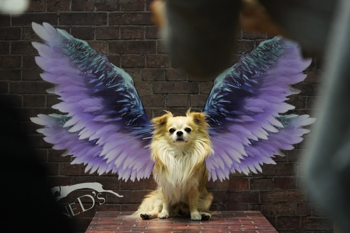 In this April 1, 2018 photo, a dog sits in front of a wing image on display at a pet show in Tokyo. (AP Photo/Shizuo Kambayashi)