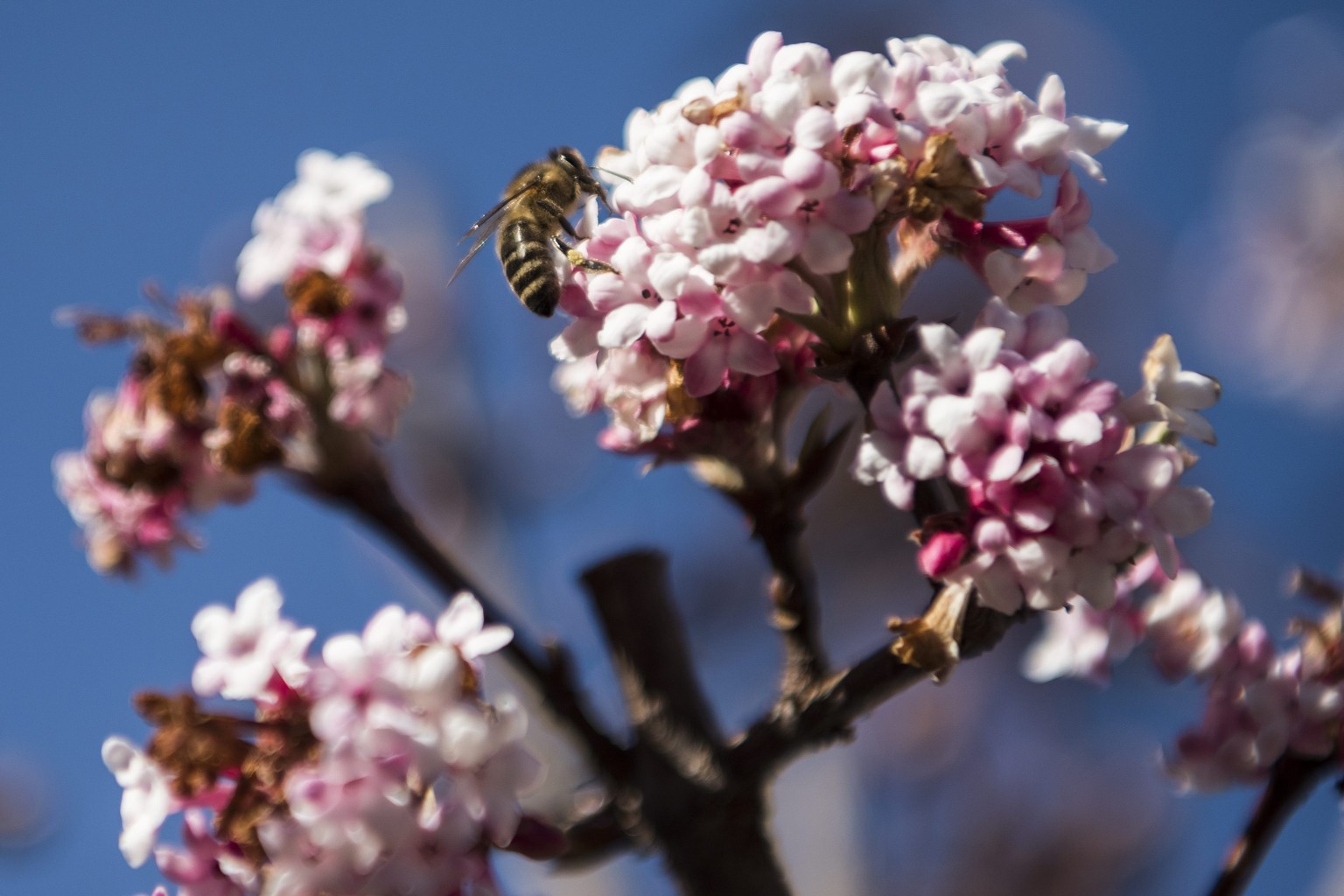 epa05080593 A bee visits the blossom of a dwarf Fragrant shrub (Viburnum farreri Nanum) on Christmas Day, in Flanthey, Canton of Valais, western Switzerland, 25 December 2015. Wide parts of Europe exp ...